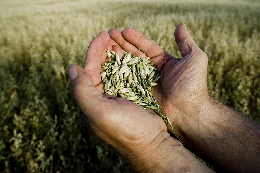 Explain The Importance Of Agriculture In Economic Development