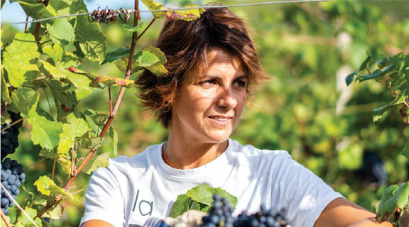 Woman picking grapes